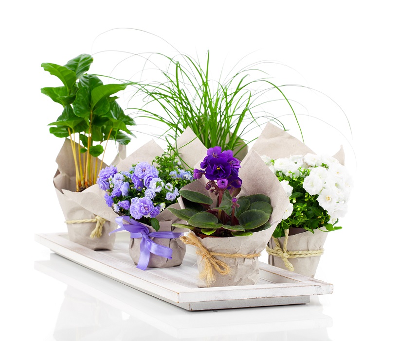 Wholesale Florist Supplies